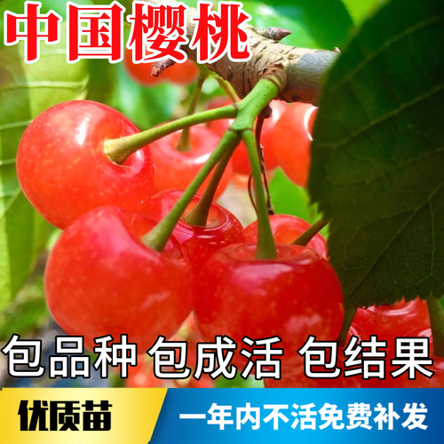 中国樱桃苗不活包赔当年结果