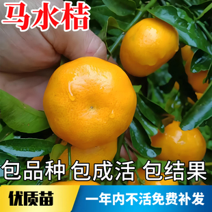 马水桔苗南北方庭院地栽柑橘苗大树盆栽嫁接带土桔子树苗当年结果