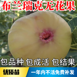 布兰瑞克无花果苗南北方耐寒特大果阳台盆栽嫁接矮化老桩当年结果
