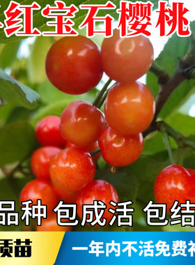 早红宝石樱桃苗不活包赔当年结果