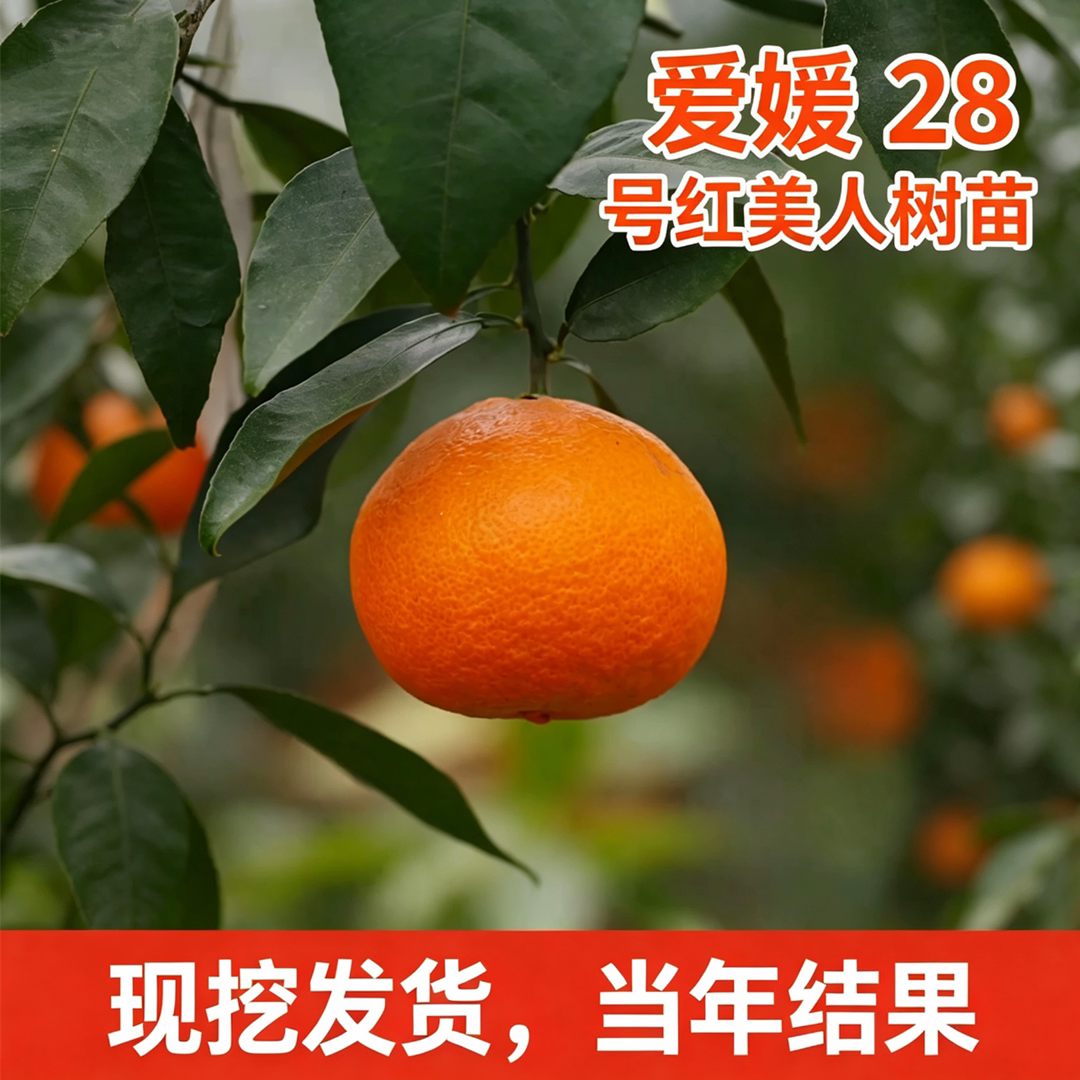 爱媛28号红美人果冻橙树苗包成活图片