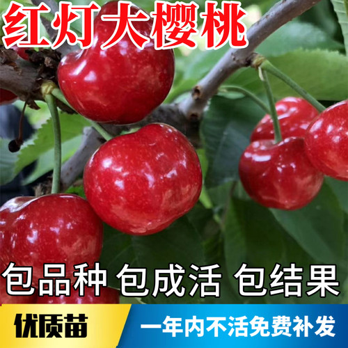 红灯樱桃树苗包成活当年结果