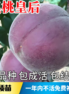 黑桃皇后树苗不活包赔当年结果