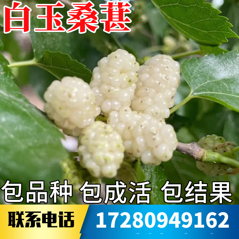 白玉桑葚树苗南北方庭院耐寒特大号盆栽嫁接四季活苗果桑当年结果