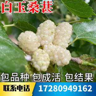 白玉桑葚树苗南北方庭院耐寒特大号盆栽嫁接四季活苗果桑当年结果