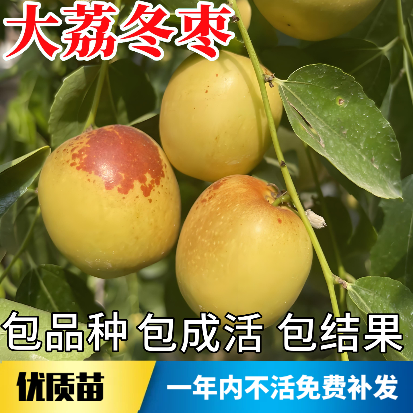 大荔冬枣树苗不活包赔当年结果