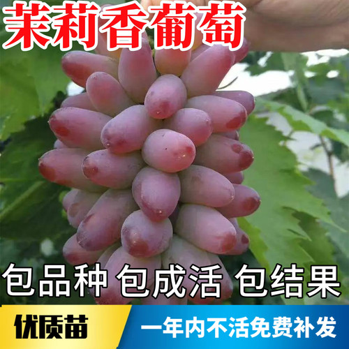 茉莉香葡萄树苗不活包赔当年结果