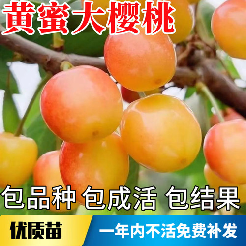 黄蜜樱桃苗不活包赔当年结果