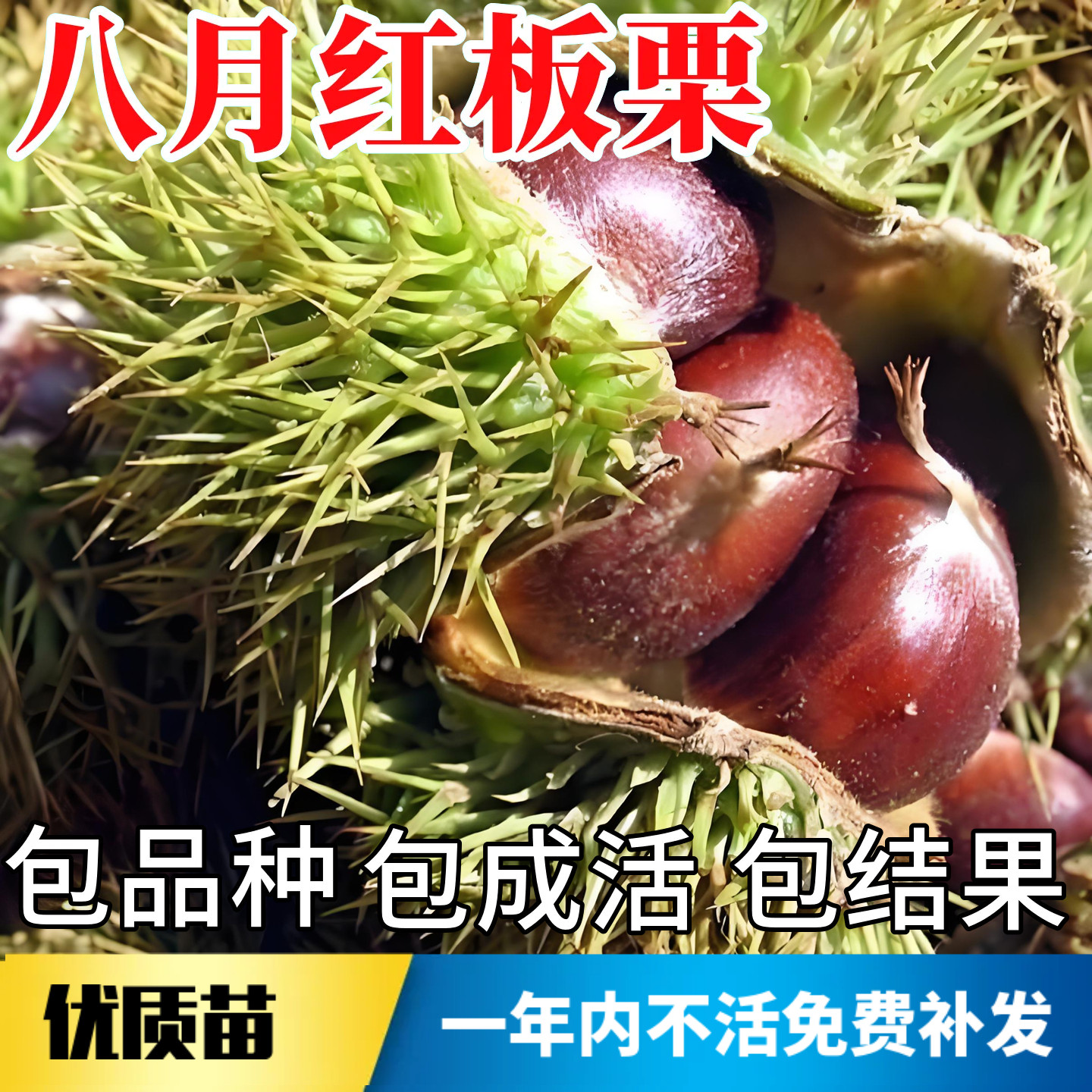 八月红板栗树果苗不活包赔包结果图片