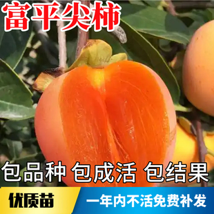 富平尖柿树苗南北方庭院柿子树果苗甜柿大树盆栽嫁接软柿当年结果