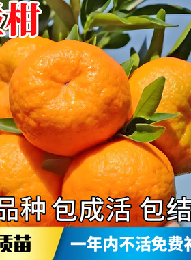 椪柑树苗【带原土带叶发货】