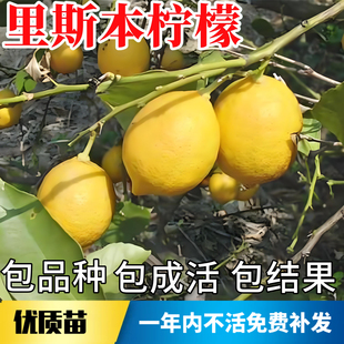 里斯本柠檬树苗南北方庭院地栽四季无籽特大阳台盆栽嫁接当年结果