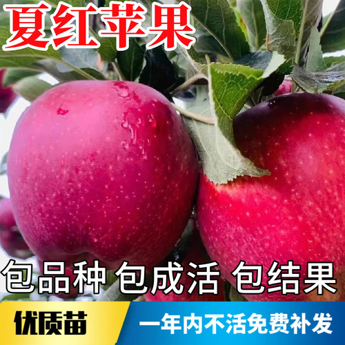夏红苹果苗不活包赔当年结果