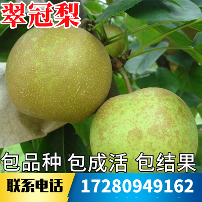 翠冠梨树果苗不活包赔当年结果