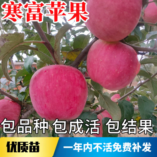 寒富苹果苗不活包赔当年结果