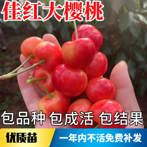 佳红樱桃苗现挖发货当年结果