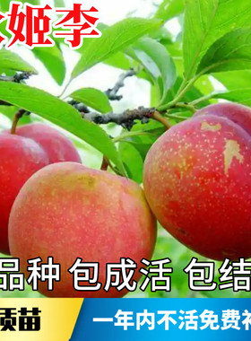 秋姬李子树苗不活包赔当年结果