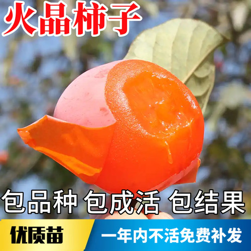 火晶柿子树苗不活包赔当年结果