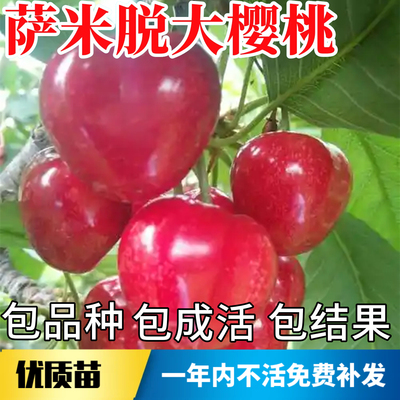 萨米脱大樱桃苗不活包赔当年结果