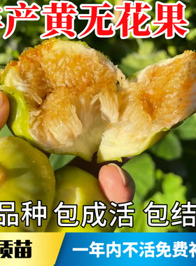 丰产黄无花果苗包成活当年结果