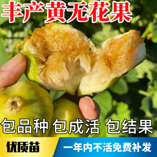 丰产黄无花果苗包成活当年结果