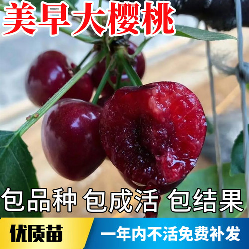 美早大樱桃苗不活包赔当年结果