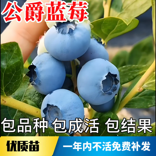 公爵蓝莓苗不活包赔当年结果