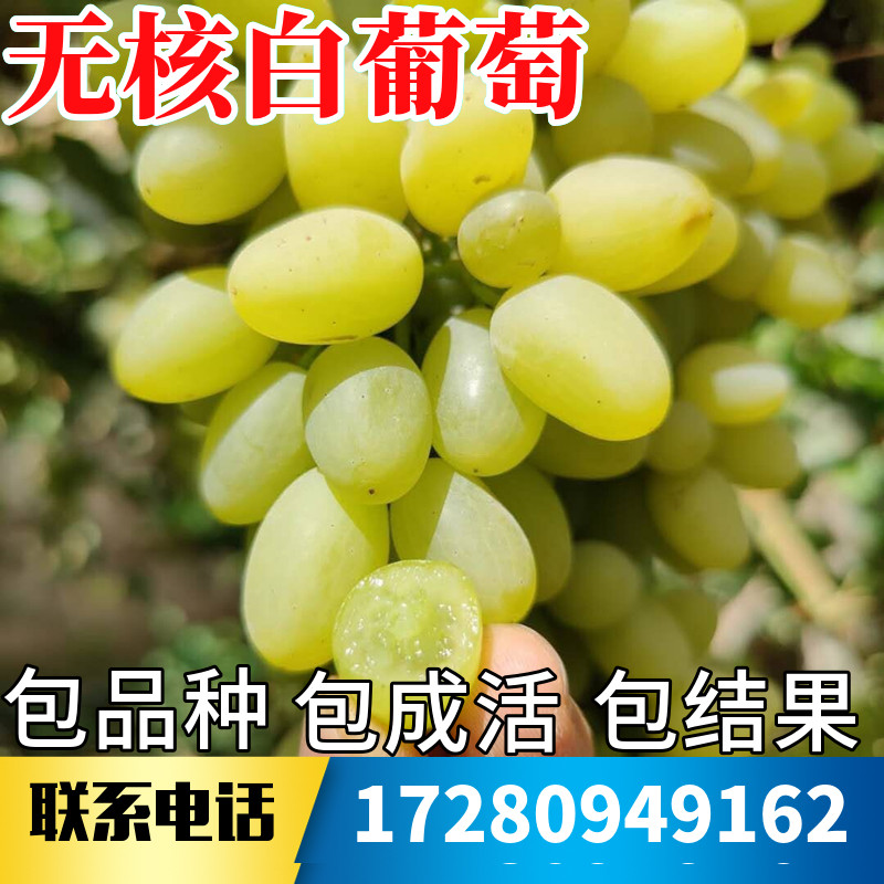 无核白葡萄树苗南北方庭院爬藤耐寒特大号盆栽嫁接老桩当年结果