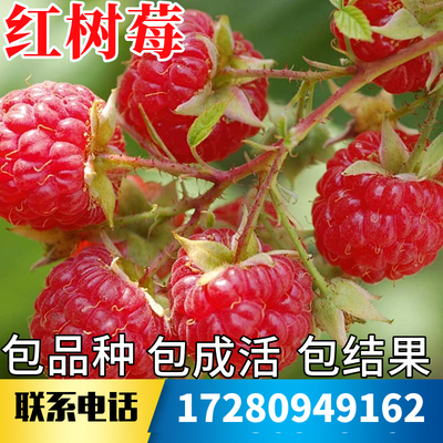 红树莓苗当年结果现挖包成活