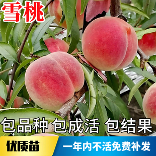 雪桃树果苗南北方庭院地栽耐寒冬桃大树盆栽嫁接桃子苗树当年结果