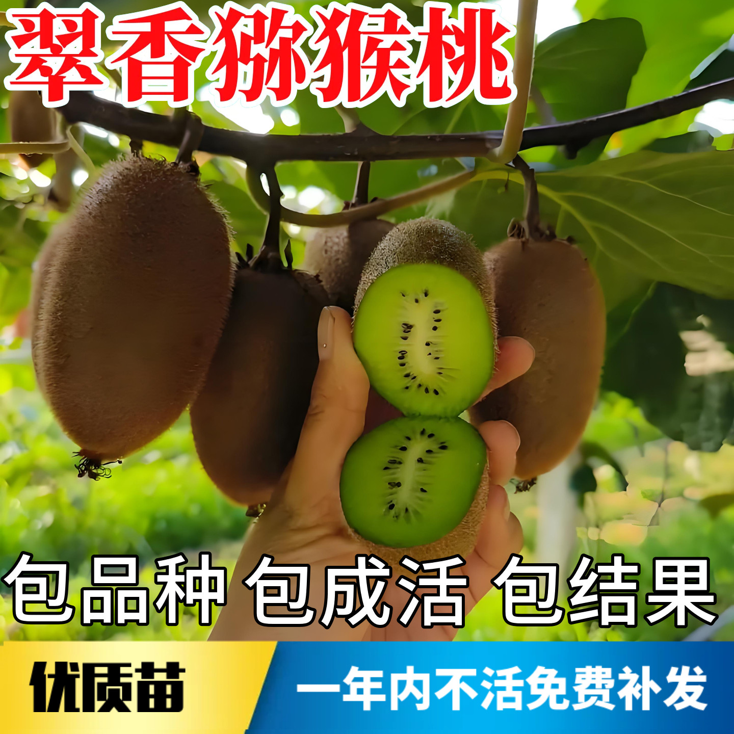 翠香猕猴桃树果苗不活包赔包结果图片