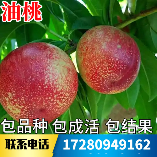 油桃树果苗不活包赔当年结果