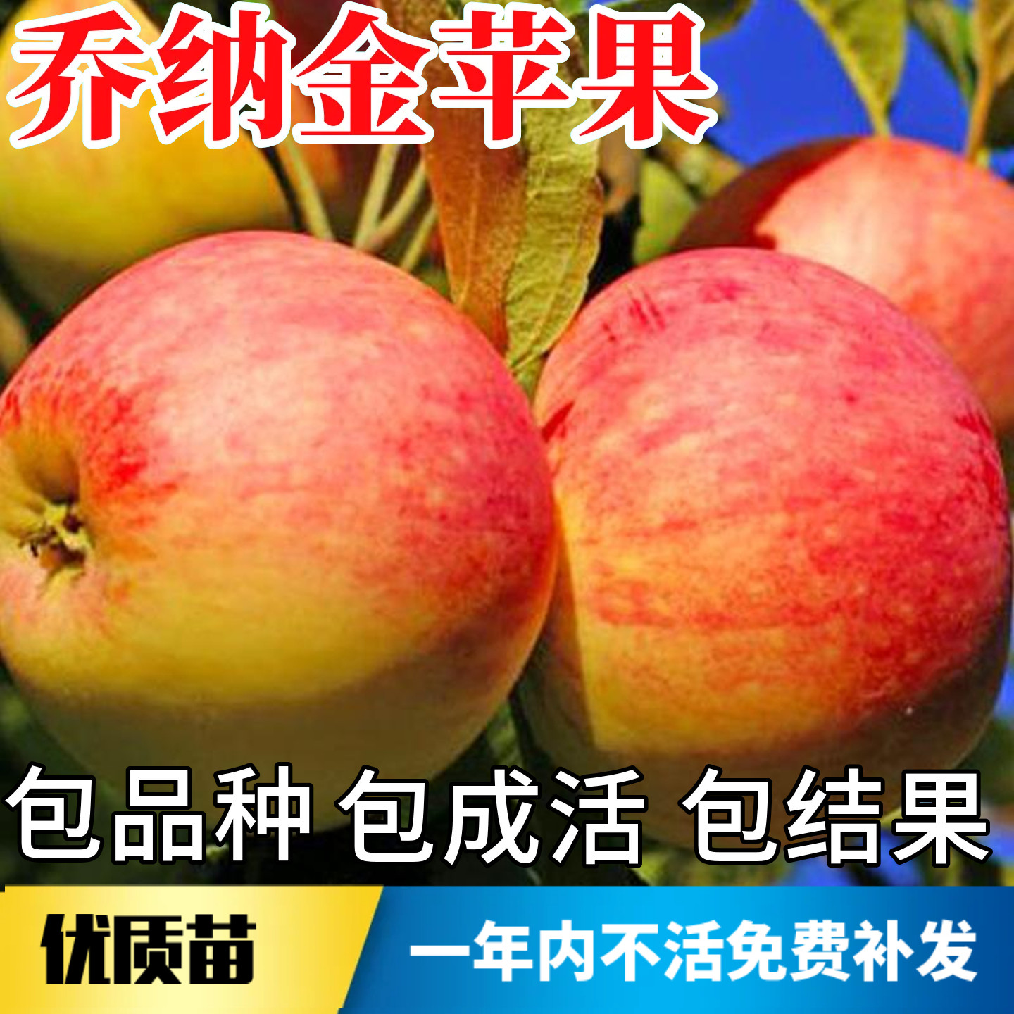 乔纳金苹果树果苗包成活当年结果图片
