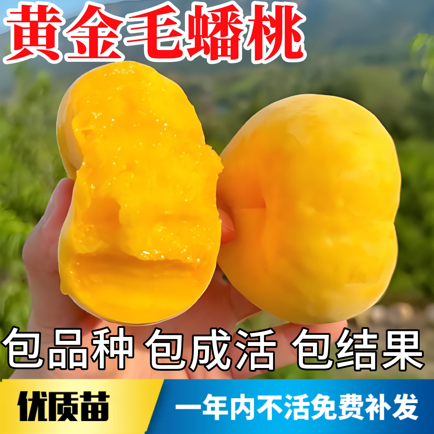 黄金毛蟠桃苗不活包赔当年结果