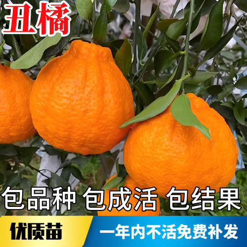 丑橘树苗【带原土带叶子发货】