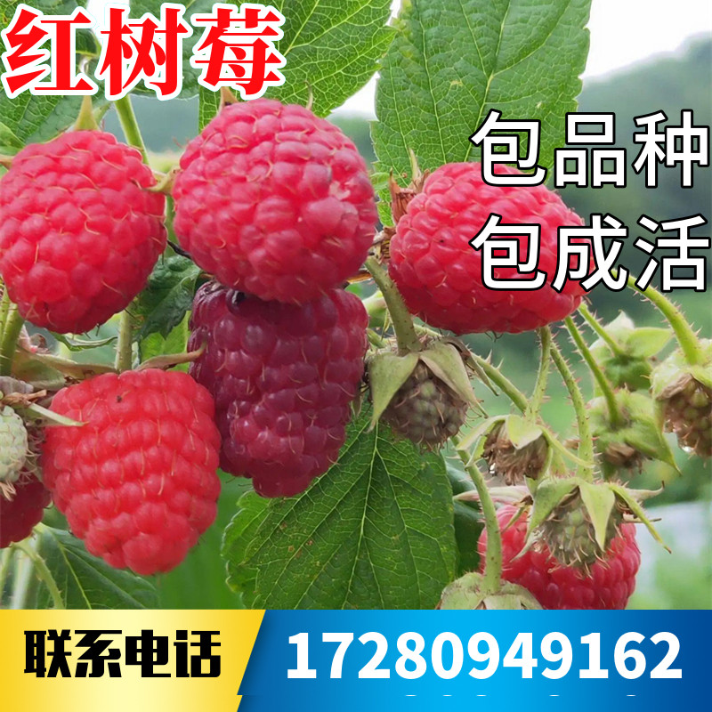 红树莓苗南北方庭院地栽种植双四季覆盆子阳台盆栽果树苗当年结果
