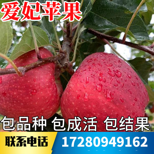 爱妃苹果树果苗不活包赔当年结果