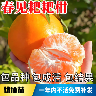 春见耙耙柑树苗【带原土发货】