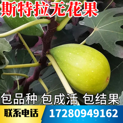 斯特拉无花果苗不活包赔当年结果