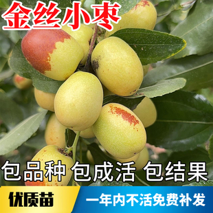 金丝小枣树活苗南北方种植耐寒特大超甜枣子盆栽嫁接矮化当年结果