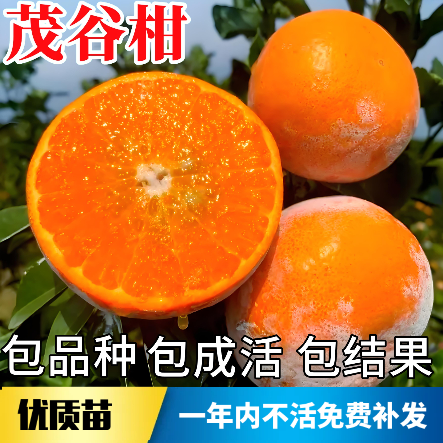 茂谷柑树苗【带原土带叶发货】