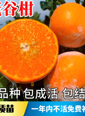 茂谷柑树苗【带原土带叶发货】