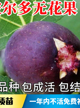紫色波尔多无花果苗包成活包结果
