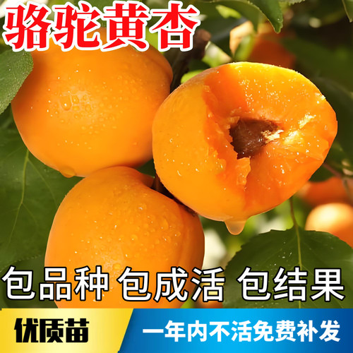 骆驼黄杏树苗不活包赔当年结果