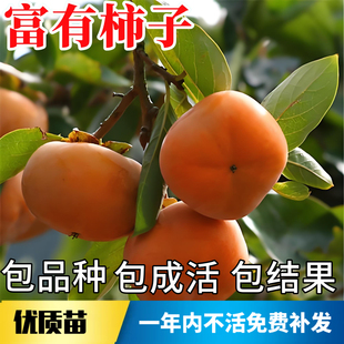 富有脆柿树苗南北方庭院果树甜柿大树盆栽嫁接柿子树果苗当年结果