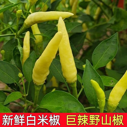 新鲜现摘农家自种特辣野山椒