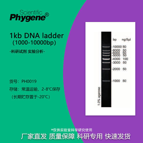 核酸电泳DNALadder1000-10000