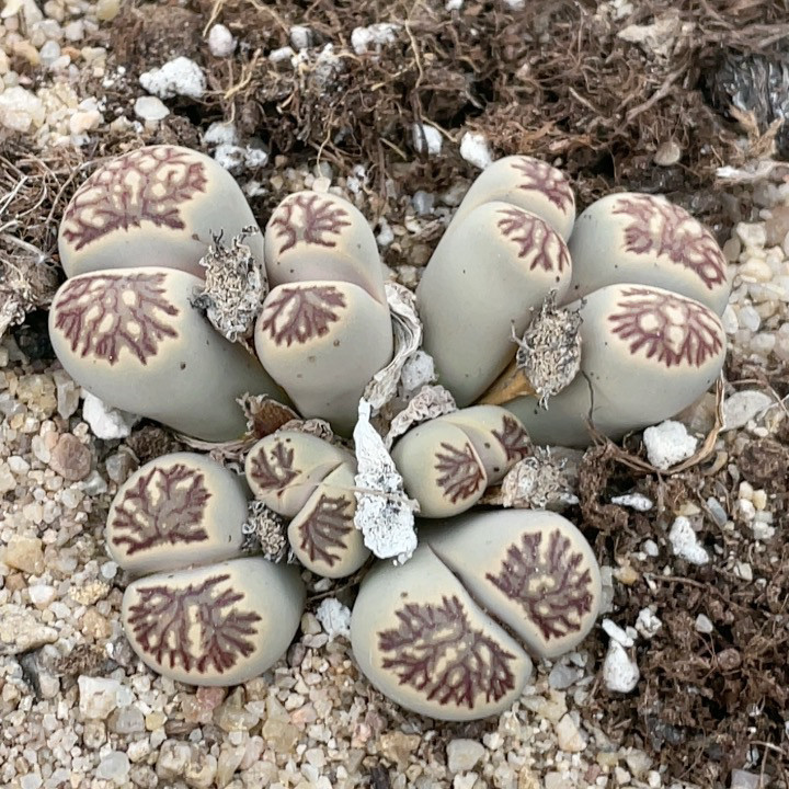 0366，8头黑纹菊，6.2厘米