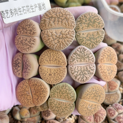 2601，10颗弁天母本，尺寸2.8-3.5