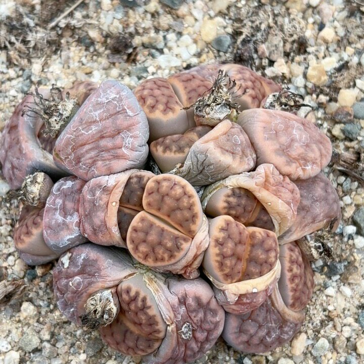 9厘米15个头大群，0056，多肉植物